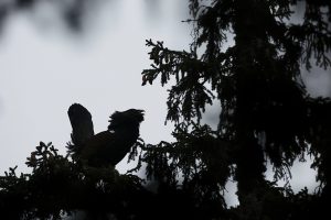 Grand tétras en contre-jour