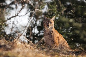 Lynx tons chauds