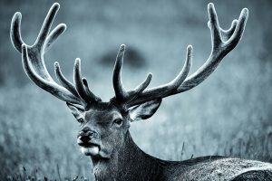 Cerf en velours portrait