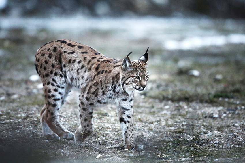 Lynx tons froids