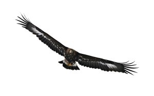Aigle royal en vol neige