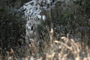 Loup "koala"
