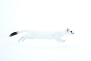 Hermine blanche sur fond blanc