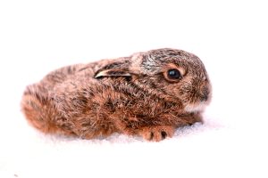Lièvre tout petit BB