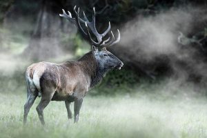 Cerf brume