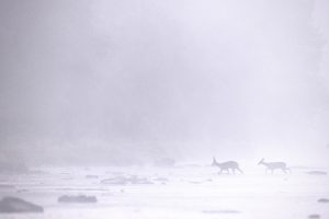 Chevreuils brume rivière
