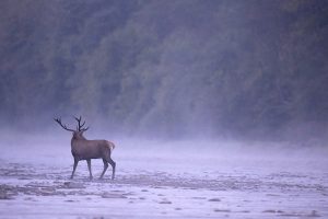 Cerf brume rivière
