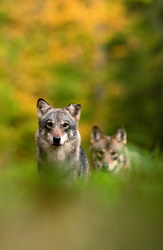 Loups automne verticale