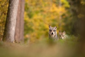 Loup automne tons jaunes