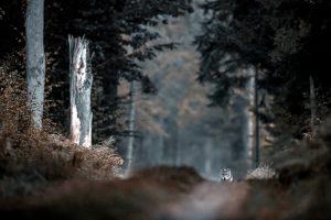 Loup ambiance forêt automne