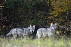 Loups couple couleur d'automne
