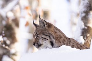 Lynx neige portrait
