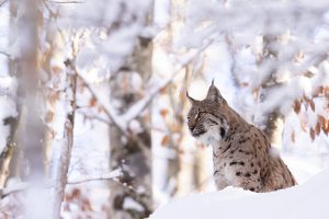 Lynx neige