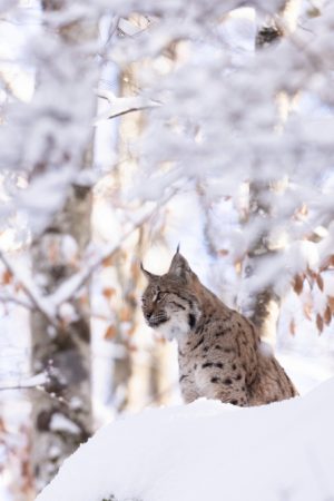 Lynx neige vertical