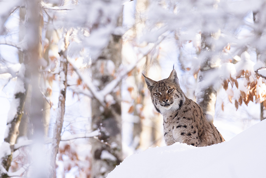 Lynx neige 2