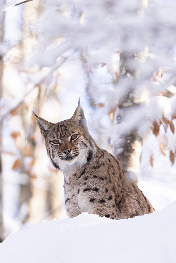 Lynx neige vertical 2