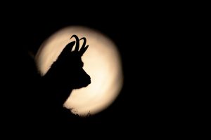 Chamois + pleine lune