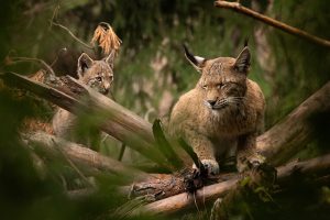 Lynx jeune + femelle