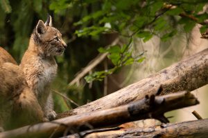 Lynx jeune branche 2