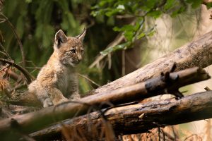 Lynx jeune branche