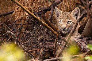 Lynx jeune