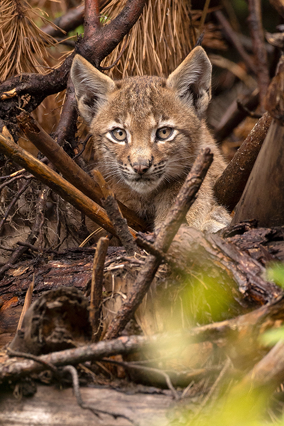 Lynx jeune vertical