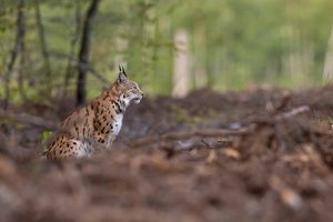 Lynx de profil