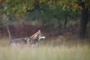 Loup couleur d'automne