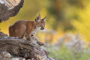 Lynx jeune chassant une mouche