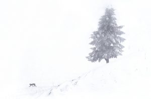 Lynx ambiance neige