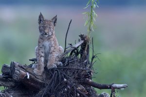 Lynx jeune pataud