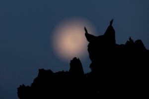 Lynx contre-jour avec lune