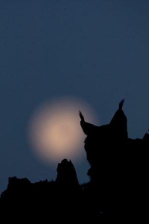 Lynx contre-jour + lune vertical