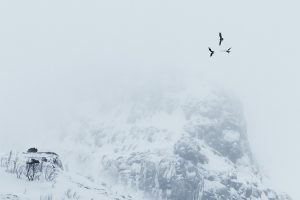 Aigles royaux + pygargue à queue blanche combat