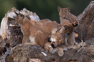 Lynx femelle et ses 4 jeunes