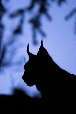 Lynx contre-jour vertical