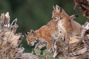 Lynx 2 jeunes