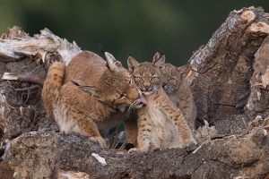 Lynx femelle toilette de ses 2 jeunes