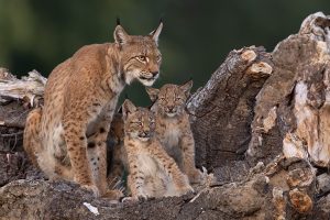 Lynx femelle et ses 2 jeunes