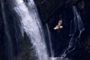 Aigle royal cascade du Flumen