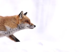 Renard portrait enneigé