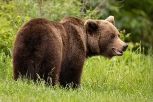 Ours brun profil