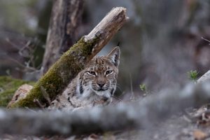 Lynx forêt 2