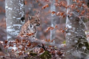 Lynx forêt
