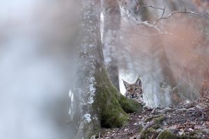 Lynx flou