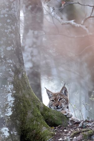 Lynx flou vertical
