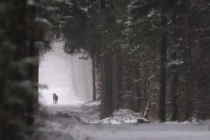 Loup ambiance forestière hivernale