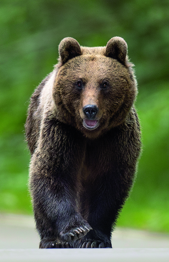 Ours brun vertical de face