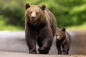 Ours brun femelle et son jeune