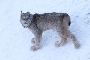 Lynx du Canada